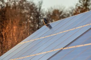 solar panels on roof with owl